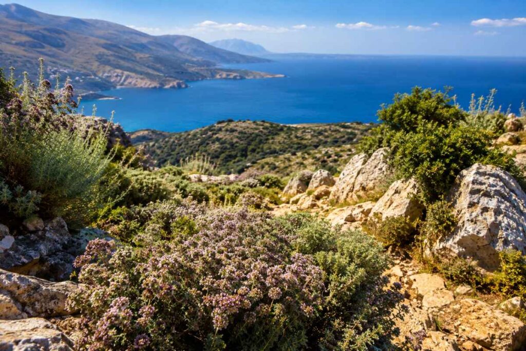 mediterrane wildblumen mit meerblickMediterrane Wildblumen mit Meerblick