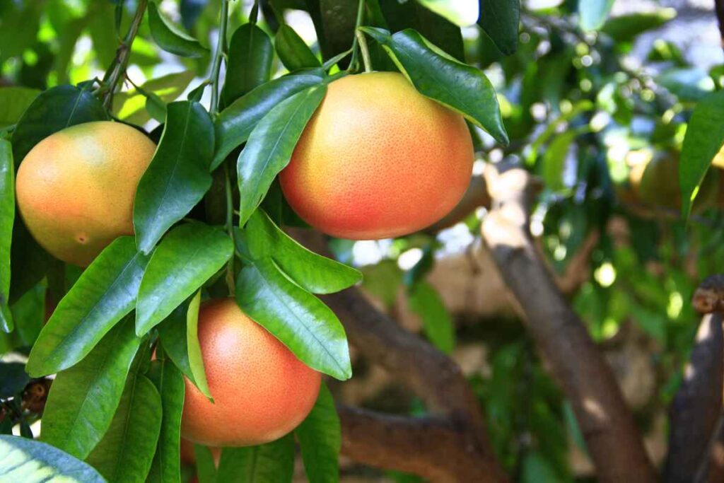 grapefruit hain