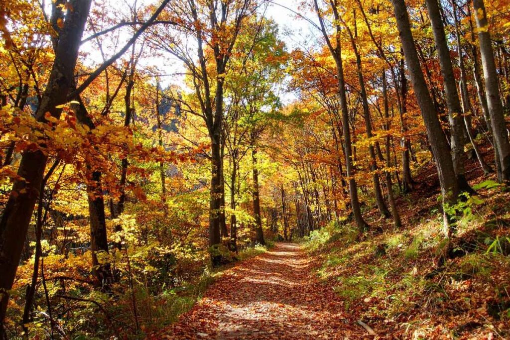 So zieht der Herbst bei mir ein herbst