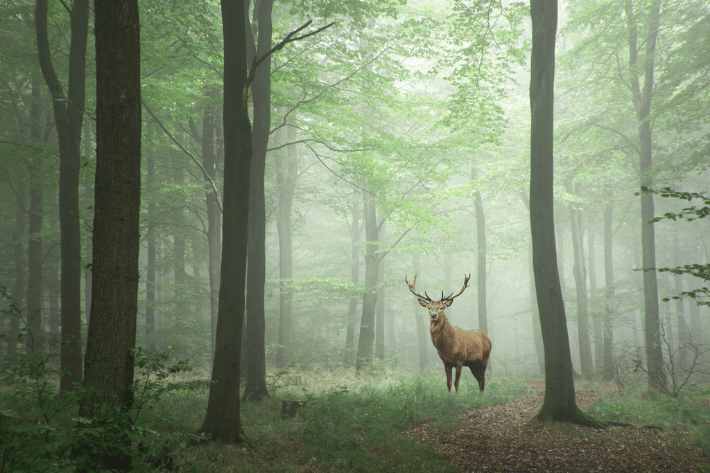 Wenn Dir der Hirsch begegnet hirsch