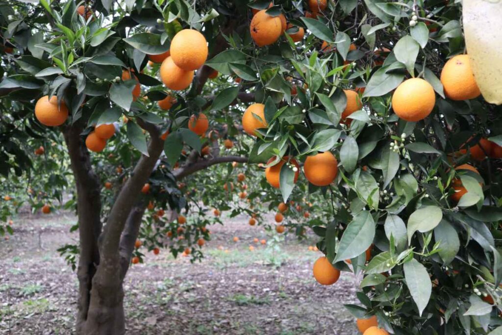 Mandarine – Ein Spaziergang durch die goldenen Haine Spaniens mandarinen hain