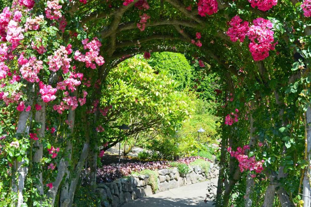 Ein Spaziergang durch den Rosengarten rosengarten (1)