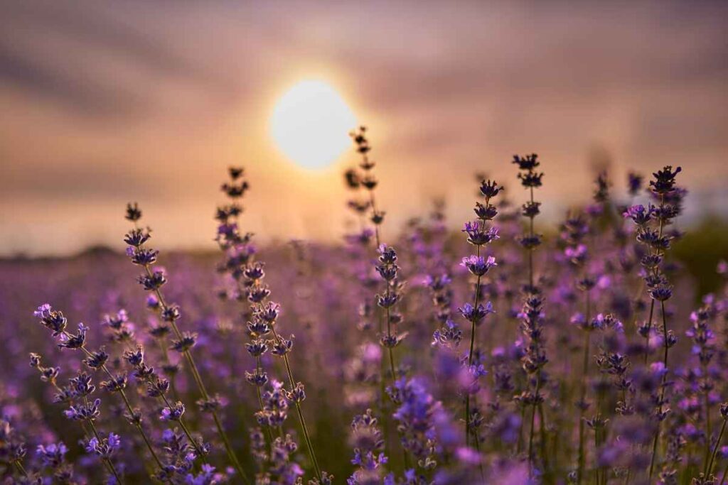 Lavendel – Ein Sommerabend in der Provence sommerabend im lavendelfeld