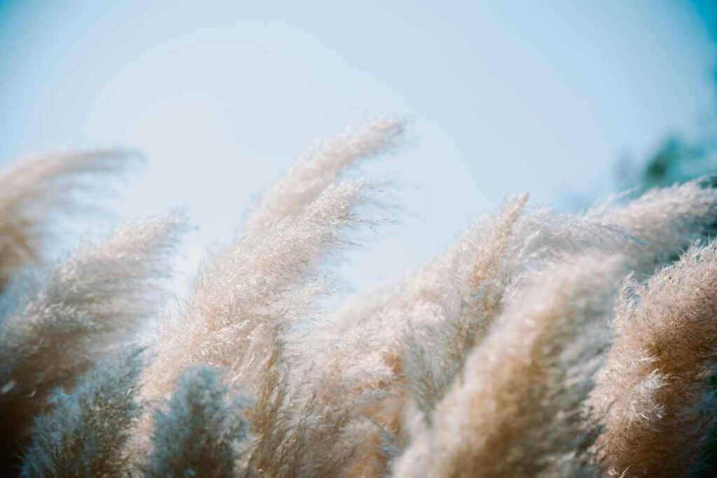 sommerwiese im wind