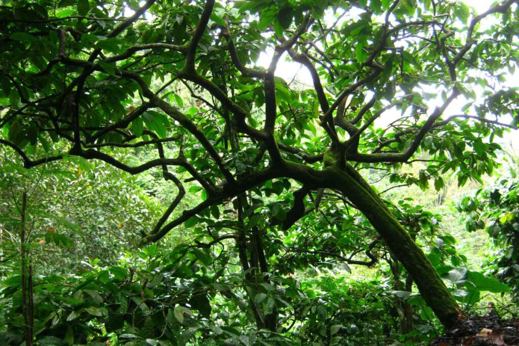 zimt sri lanka
